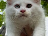 !!! Achtung!!! Meine Coon Kitten sucht ein herzliches und fürsorgliches Zuhause!!! - Babenhausen (Hessen)