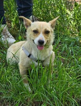 Freundliches Hundemädchen MARY ♥️ - München