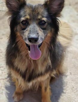Mokka 10 Jahre Schäferhund 50 cm - Finning