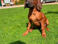 Edelmix-Welpen Rhodesian Ridgeback x Bayrischer Gebirgsschweisshund - Plattenburg