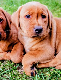 Labrador Foxred Welpen - Molbergen
