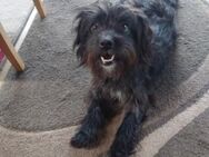 Katiusha, 1 Jahr, sucht liebe Familie - Grimburg