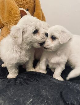 Malteser Welpen suchen neues Zuhause - Essen