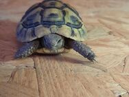 Griechische Landschildkröten - Marktbergel