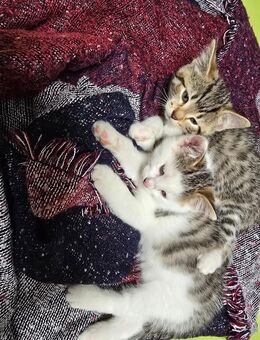 Kitten - Gronau (Westfalen)