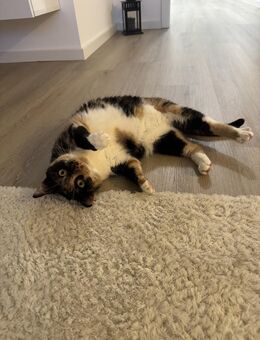 Verschmuste FLORA & KICZA suchen zuhause - Berlin