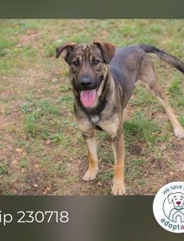 Chip 230718: Hundekind sucht ein Zuhause - Kirchzell