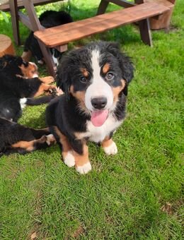 Berner - Sennenhund Welpen Rüden - Trabitz
