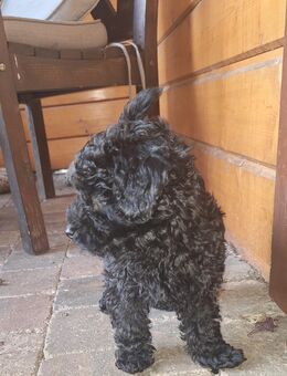 Toypudelwelpen Zwergpudelwelpen Toypudel Zwergpudel, Welpen - liebevoll aufgezogen - Magdeburg