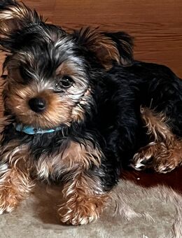 Yorkshire Terrier - Rotenburg (Fulda)