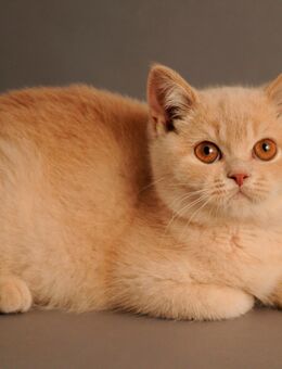 BKH Kitten mit Stammbaum in cream - Düsseldorf
