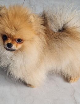 Pomeranian mit Ahnentafel - Straßkirchen