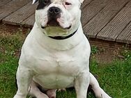 Ein lieber Amerikanischer Bulldogge Poker als Deckrüden - Frankenberg (Sachsen)