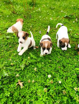 Jack-Russell-Terrier-Welpen - Preetz (Schleswig-Holstein)