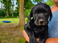 Labrador Welpen Abholbereit - Witten