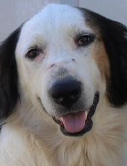 Lyra, geb. ca. 06/2021, Griechenland - Markdorf