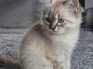 Heilige Birma Katze Kätzin Kitten - Saaldorf-Surheim
