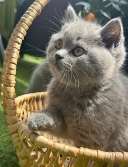 Britische kurzhaar Katze - Mönchengladbach