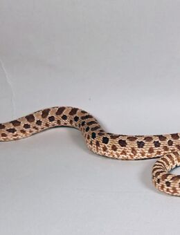 Hakennasennattern Heterodon nasicus Wildfarben Axanthic Albino - Worms