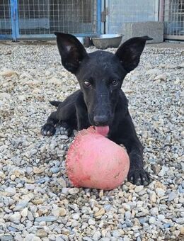 Trudi 🐾 eine Freundin fürs Leben - München