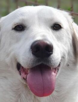 Janosch-ruhiger Labrador-Mix-Rüde, 48cm - Rösrath