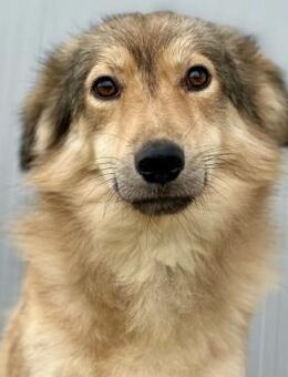 Mogli - Zurückhaltender, lieber Rüde - Berlin