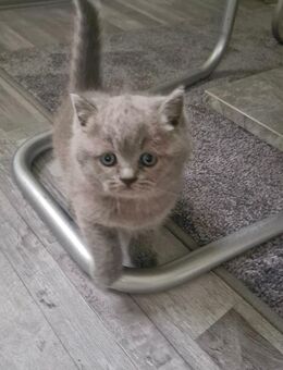 *reserviert * BKH Mädchen ab 09.12.25 abgabebereit - Bautzen