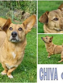 CHIVA -ruhig & sehr menschenbezogen- - Duisburg