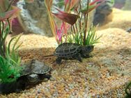 Chinesische Wasserschildkröten - Seeheim-Jugenheim