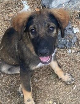 🐶 Hundemädchen Tala 🐶 - Eislingen (Fils)