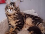 Norwegische waldkatzen kitten - Artern (Unstrut)