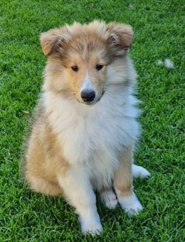 Collie Welpen junge sucht neue Familie - Schopfloch (Baden-Württemberg)
