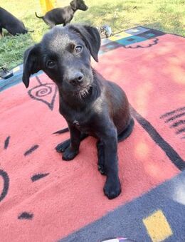 Die süße❤️Leica❤️sucht ihr großes Glück - Freilassing