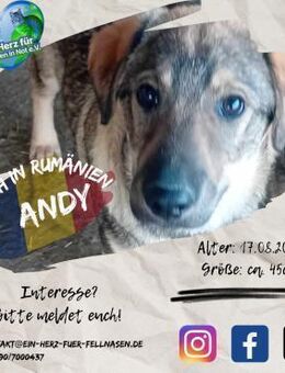 ANDY - ist gespannt auf's weitere Leben - Waakirchen