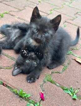 Babykatzen/ Kitten suchen ein liebevolles Zuhause - Duisburg