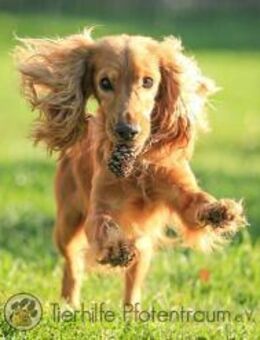 Donn, liebenswerter Cocker Spaniel - Linden (Hessen)