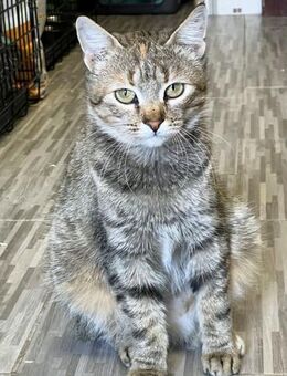 Hannah - Lebenskünstlerin - Süderbrarup