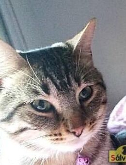 Einsamer Kater Tobi sucht sein Glück - Bad Camberg