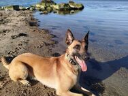 Traumzuhause für eine Malinois Dame gesucht! - Haselbach (Thüringen)