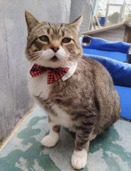 Charaktervoller Kater Tristan - Karlsruhe