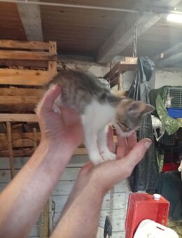 2 kleine Katzen suchen einen neuen Dosenöffner - Kloster Lehnin