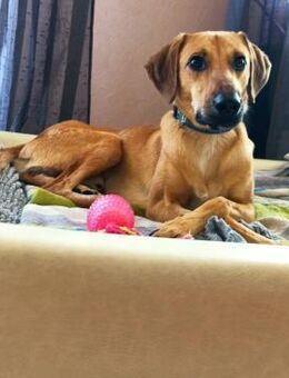 Luigi - aufgeweckt und freundlich - Heppenheim (Bergstraße)