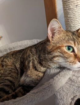 Katze Sunny - München