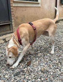 Bella möchte endlich aus dem Zwinger - Oberhausen (Rheinland-Pfalz)