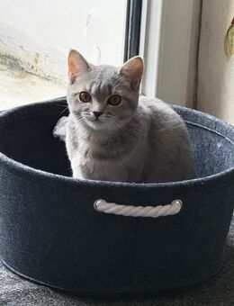 Katze in gute Hände abzugeben - Pulheim Zentrum