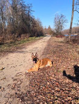 Deckrüde belgischer Schäferhund ohne Ahnentafel - Meitingen