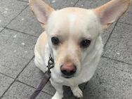 Jack sucht seine Familie - Berlin