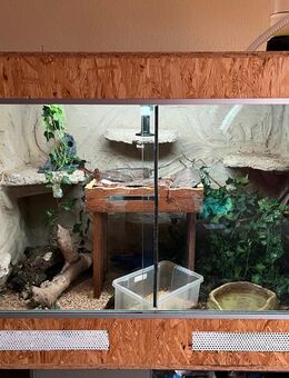 Kornnattern mit Terrarium - Wittlich