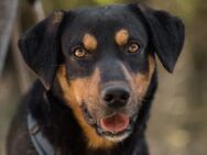 Mico 💗 neugierig, verschmust, lieb! - Hamburg