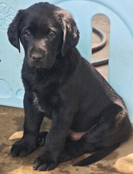 Labrador Mischling Welpen - Mudau